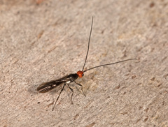 Callibracon capitator