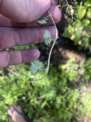 Alchemilla cryptantha