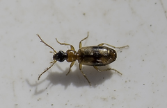 Philorhizus sigma