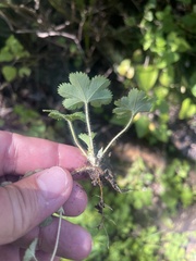 Alchemilla cryptantha