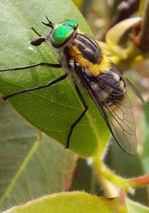 Scaptia auriflua