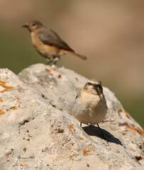 Phoenicurus ochruros