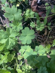 Alchemilla cryptantha