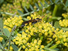 Amblyteles armatorius