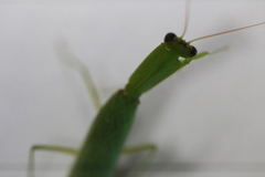 Orthodera