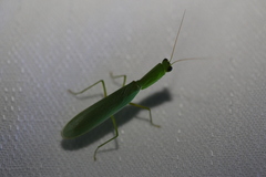 Orthodera