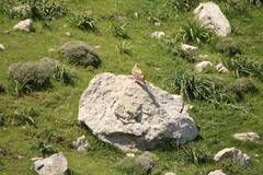 Buteo rufinus