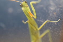Orthodera
