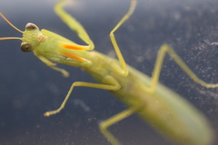 Orthodera