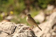 Anthus campestris