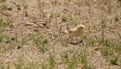 Curruca deserti