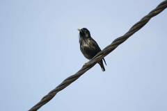 Sturnus unicolor