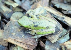 Litoria fallax