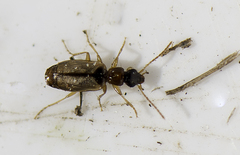 Philorhizus melanocephalus