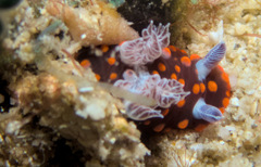 Nembrotha