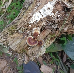 Microporus xanthopus