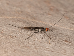 Callibracon capitator