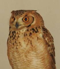Bubo ascalaphus