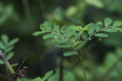Phyllanthus tenellus