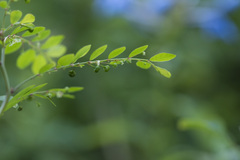 Phyllanthus tenellus
