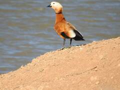 Tadorna ferruginea
