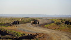 Connochaetes taurinus albojubatus