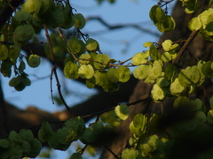 Holoptelea integrifolia