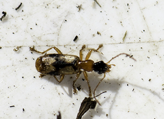 Demetrias imperialis