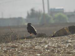 Buteo rufinus