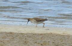 Calidris pugnax