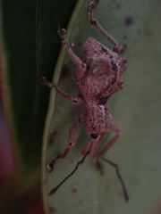 Leptopius tetraphysodes