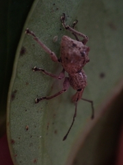 Leptopius tetraphysodes