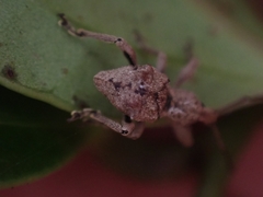 Leptopius tetraphysodes