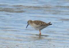 Calidris pugnax