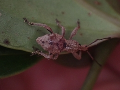 Leptopius tetraphysodes