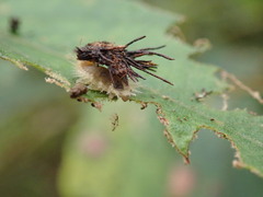 Thlaspida biramosa