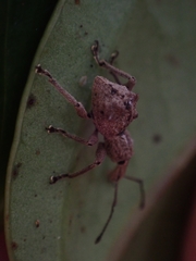 Leptopius tetraphysodes