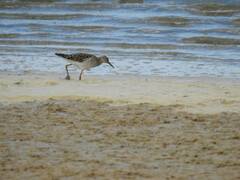 Calidris pugnax