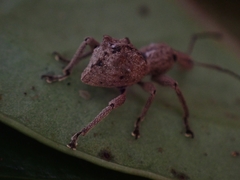 Leptopius tetraphysodes