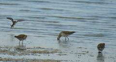 Calidris pugnax