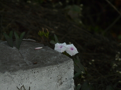 Ipomoea sagittifolia