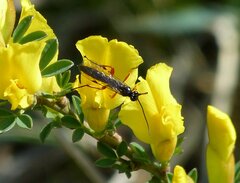 Diphyus quadripunctorius