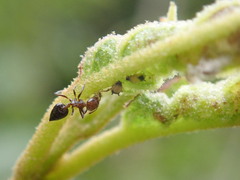 Crematogaster rogenhoferi