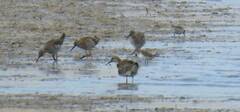 Calidris pugnax