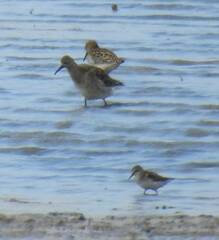 Calidris pugnax