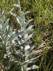 Helichrysum thapsus