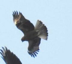 Hieraaetus pennatus
