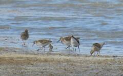 Calidris pugnax