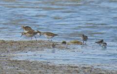 Calidris pugnax