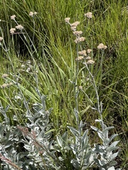 Helichrysum thapsus